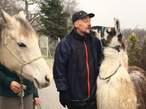 Arabská klisna Hamadan 11 SK a lama krotká Bohoušek